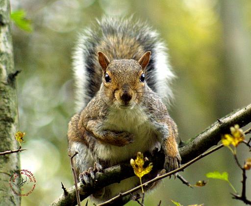 Grey Squirrel 9P52D-102.JPG